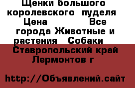 Щенки большого (королевского) пуделя › Цена ­ 25 000 - Все города Животные и растения » Собаки   . Ставропольский край,Лермонтов г.